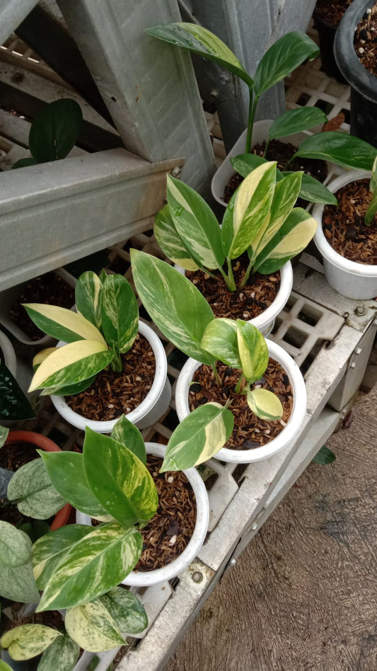 IMPORT- Scindapsus Rupertis Variegated (No Import Permit Required, we use ours for you!)