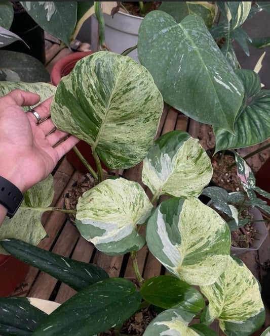 IMPORT- XL Manjula  Pothos (No Import Permit Required, we use ours for you!)