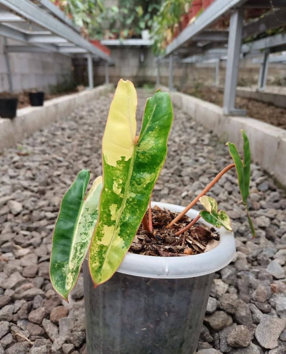 IMPORT- Variegated Philodendron Billietiae (No Import Permit Required, we use ours for you!)