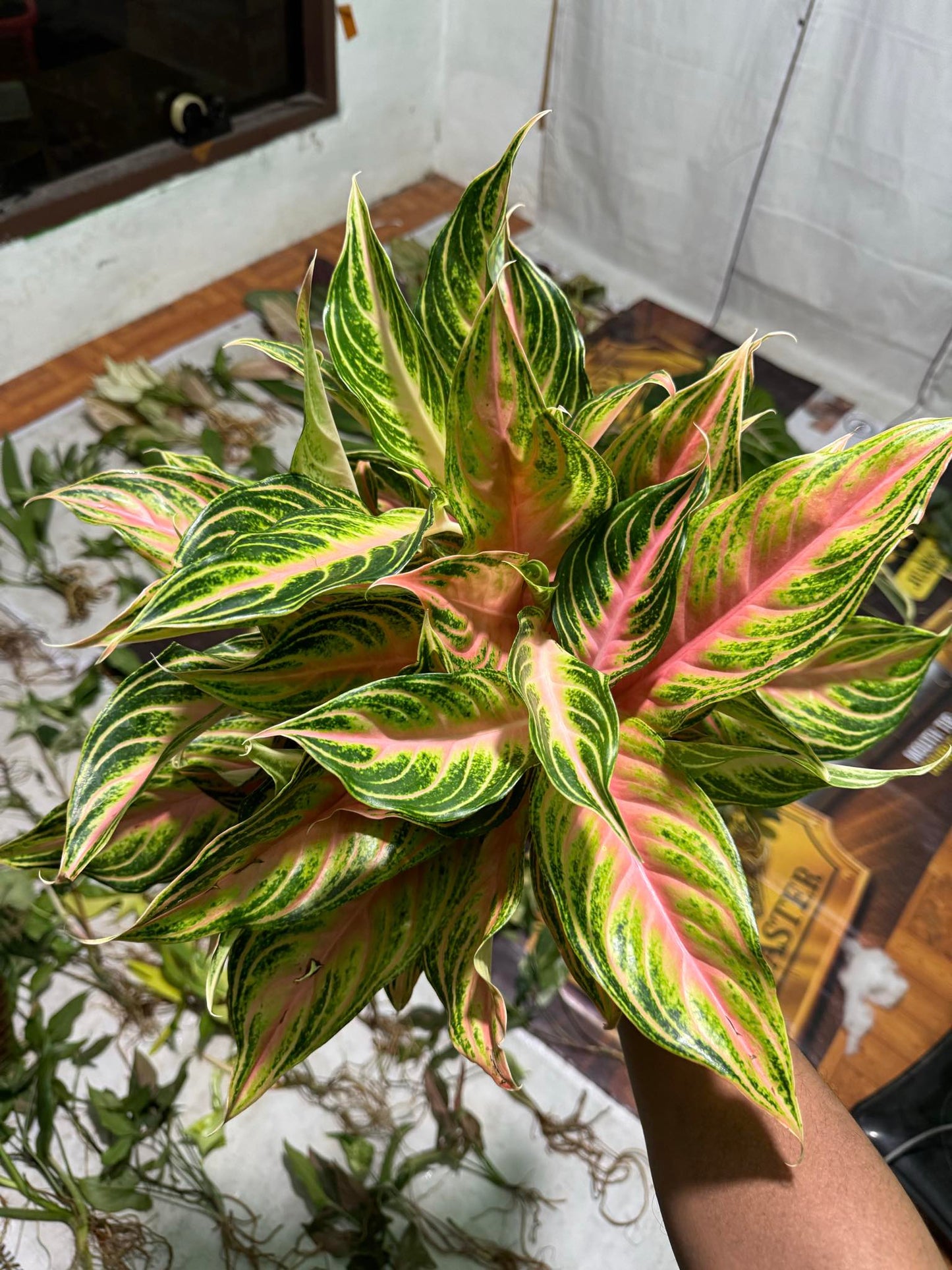 IMPORT- Aglaonema Pink 🩷 Sunset (No Import Permit Required, We use ours)