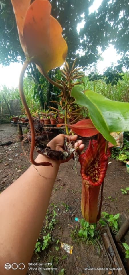 NEPENTHES SONG OF MELANCHOLY X (SPATHULATA X JACQUELINEAE)