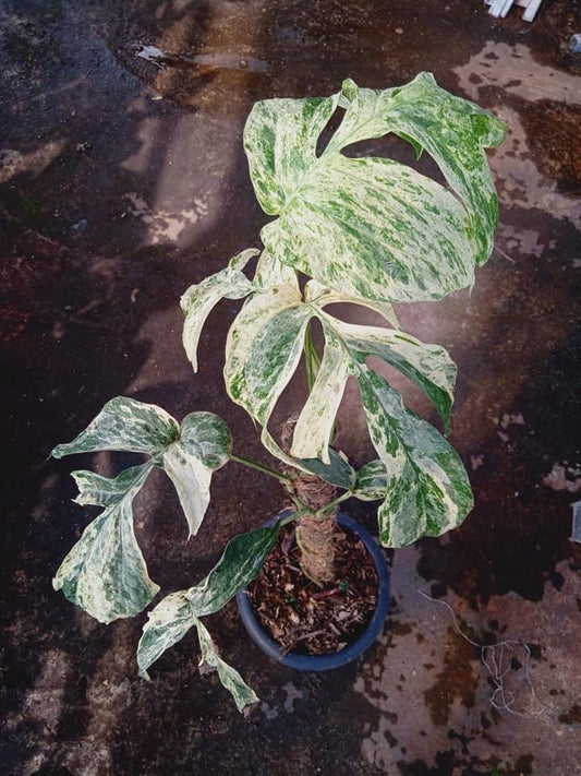 IMPORT- Amydrium Variegated (Mature Leaves Large) (No Import Permit Required, We use ours)