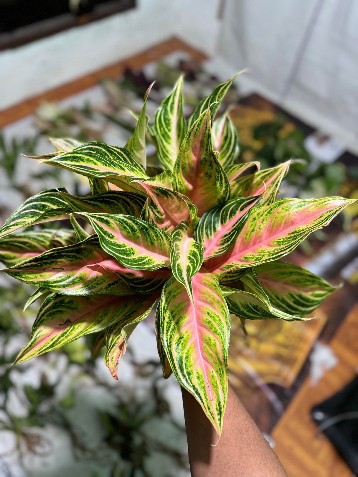 IMPORT- Aglaonema Pink 🩷 Sunset (No Import Permit Required, We use ours)