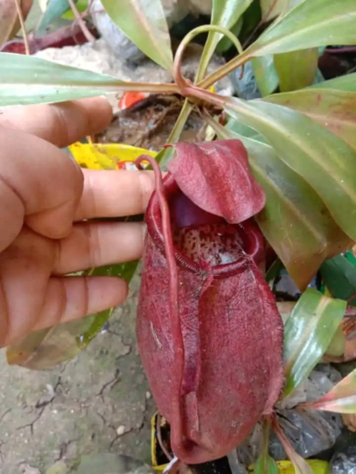 Nepenthes Kampotiana Carnivorous Plants