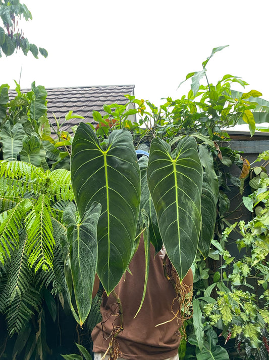 IMPORT- Philodendron Melanochrysum (Large Mature Leaves) (No Import Permit Required, we use ours for you!)