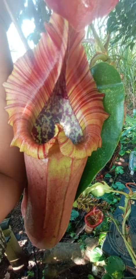 NEPENTHES SONG OF MELANCHOLY X (SPATHULATA X JACQUELINEAE)