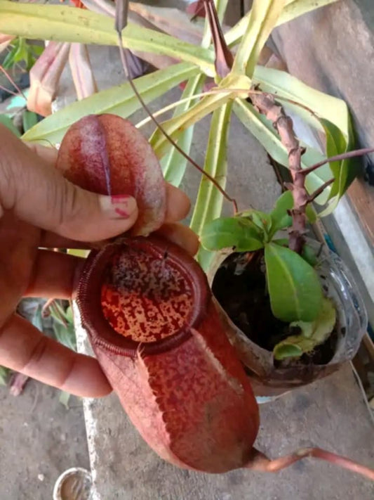 Nepenthes Kampotiana Carnivorous Plants