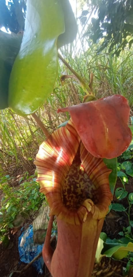 NEPENTHES SONG OF MELANCHOLY X (SPATHULATA X JACQUELINEAE)