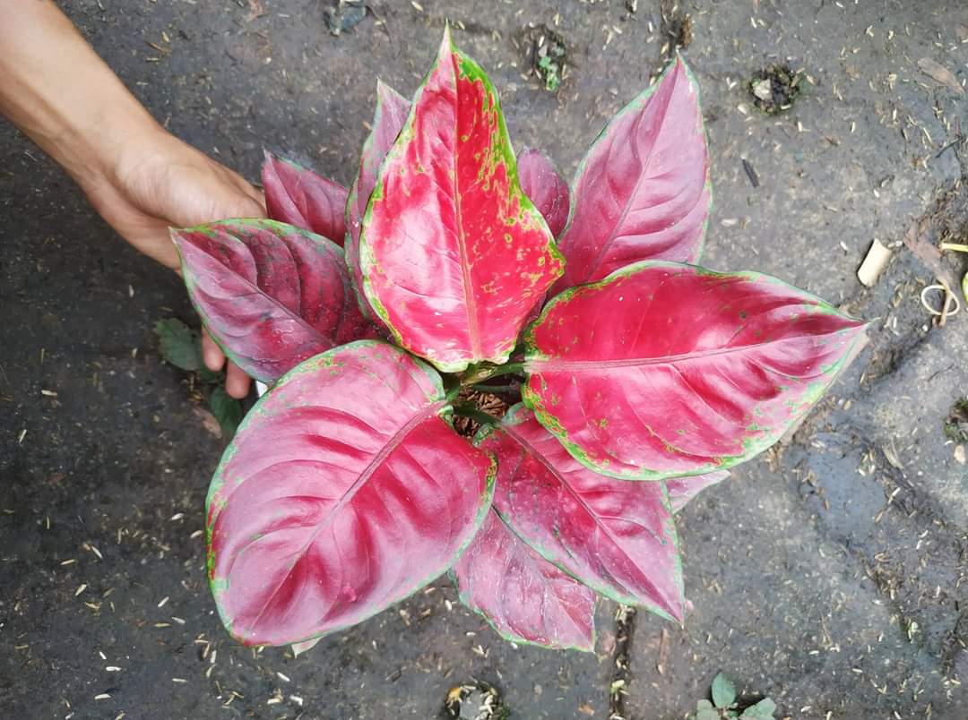 IMPORT- Aglaonema Black Maroon (No Import Permit Required, We use ours)