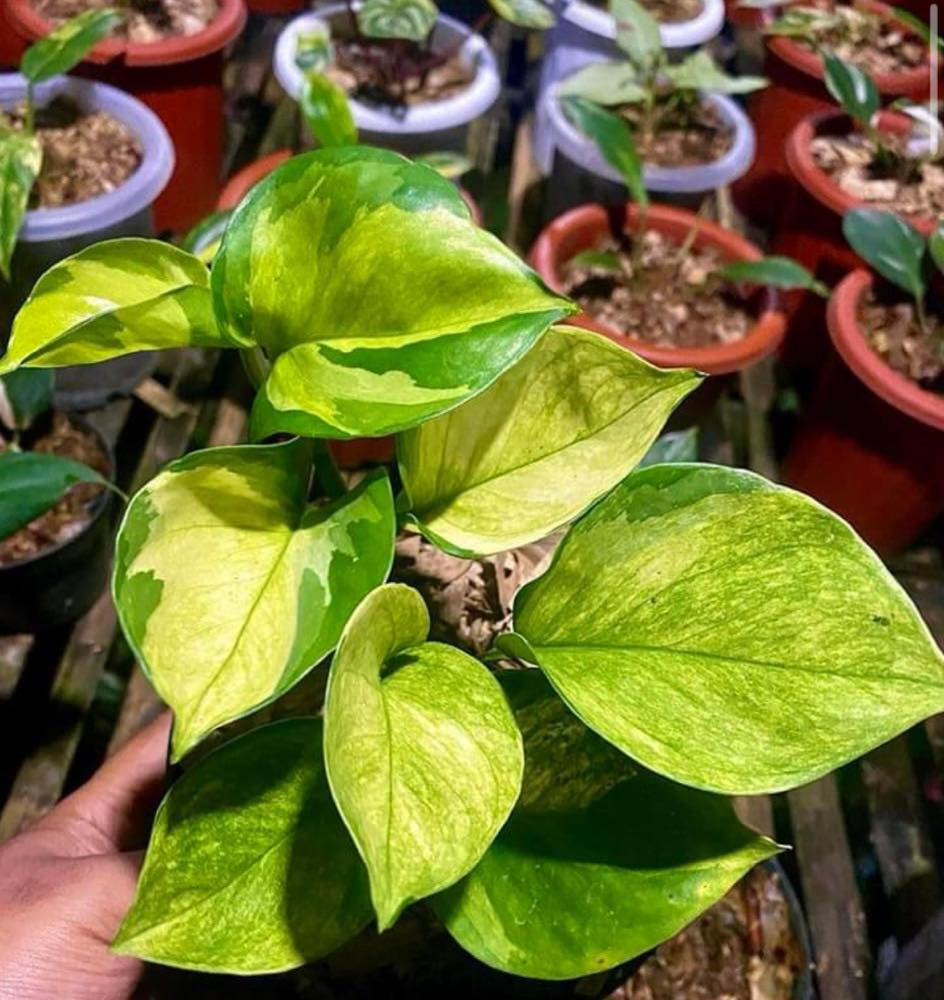 IMPORT- Golden Manjula Pothos 💚 (No Import Permit Required, we use ours for you!)