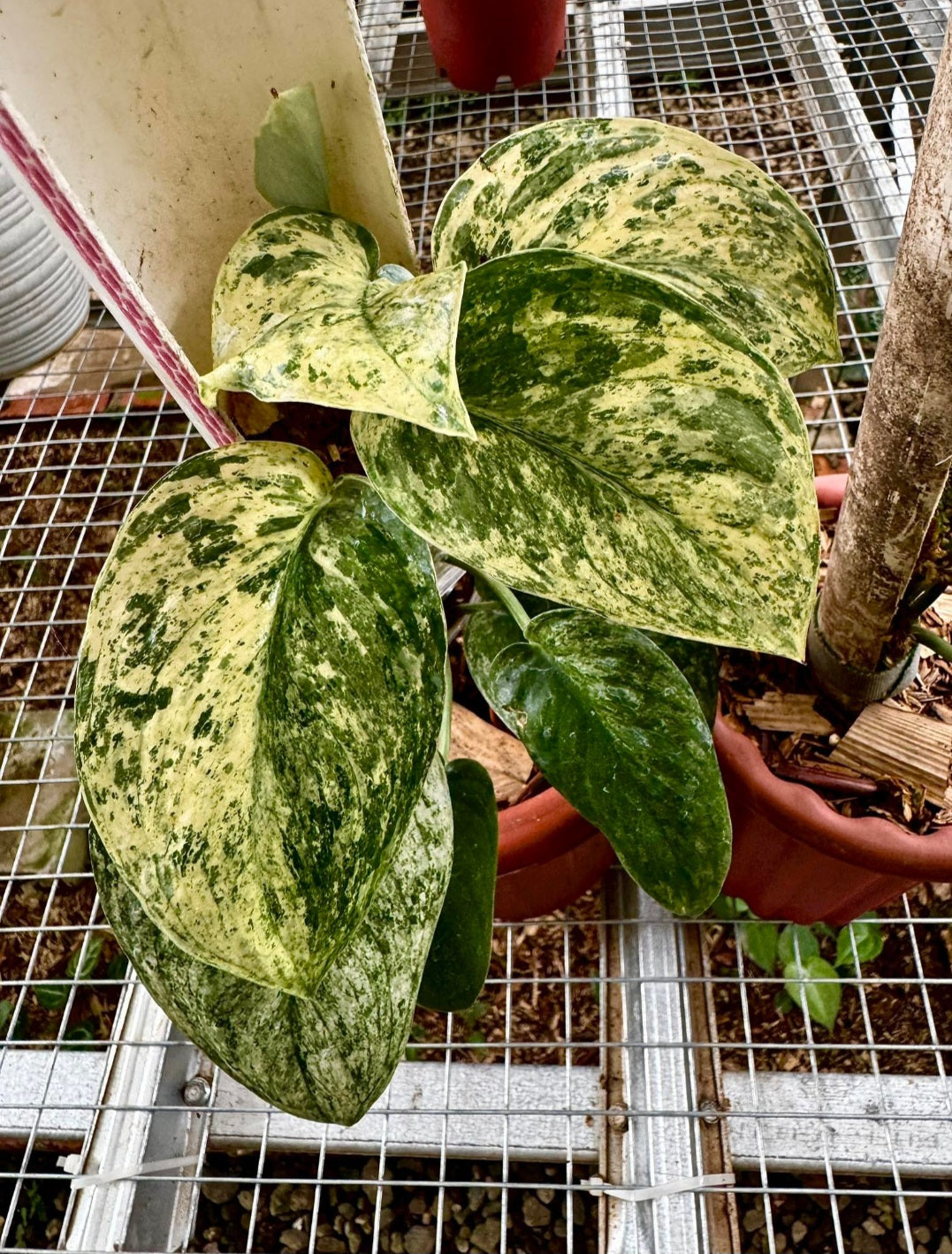 IMPORT- Scindapsus Dark Splash Variegated (No Import Permit Required, we use ours for you!)