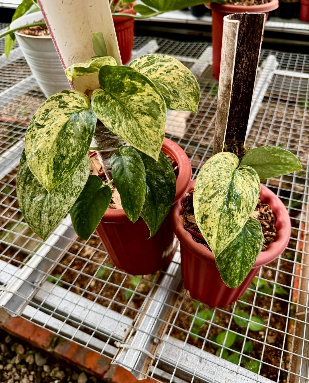 IMPORT- Scindapsus Dark Splash Variegated (No Import Permit Required, we use ours for you!)