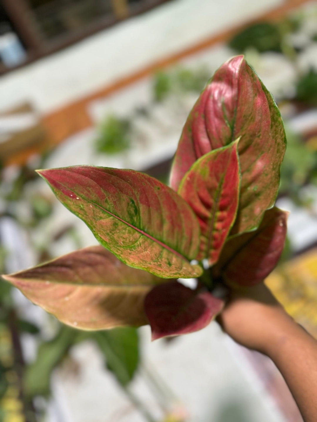 IMPORT- Aglaonema Heng Heng (No Import Permit Required, We use ours)