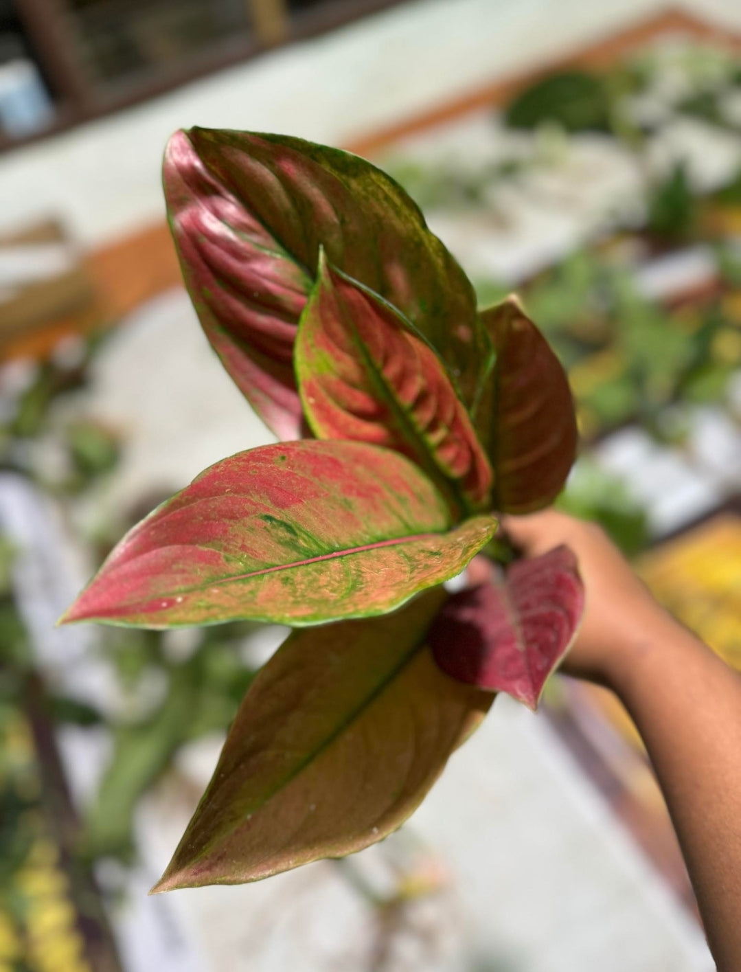 IMPORT- Aglaonema Heng Heng (No Import Permit Required, We use ours)