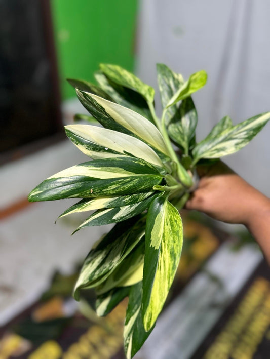 IMPORT- Monstera Standleyana Aurea Variegated (No Import Permit Required, We use ours)