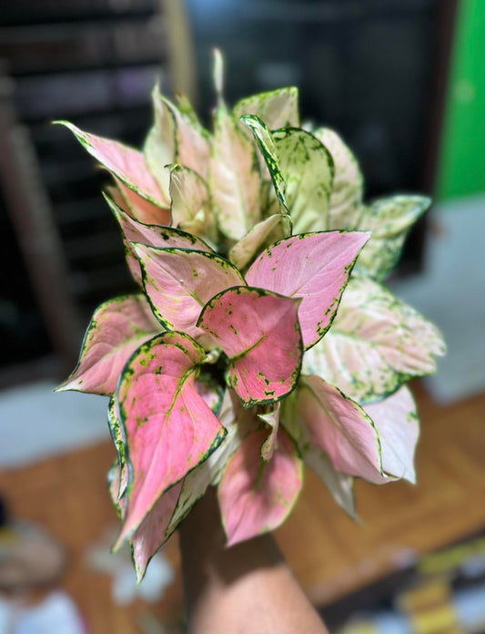 IMPORT- Aglaonema Pink 🩷 Yulia (No Import Permit Required, We use ours)