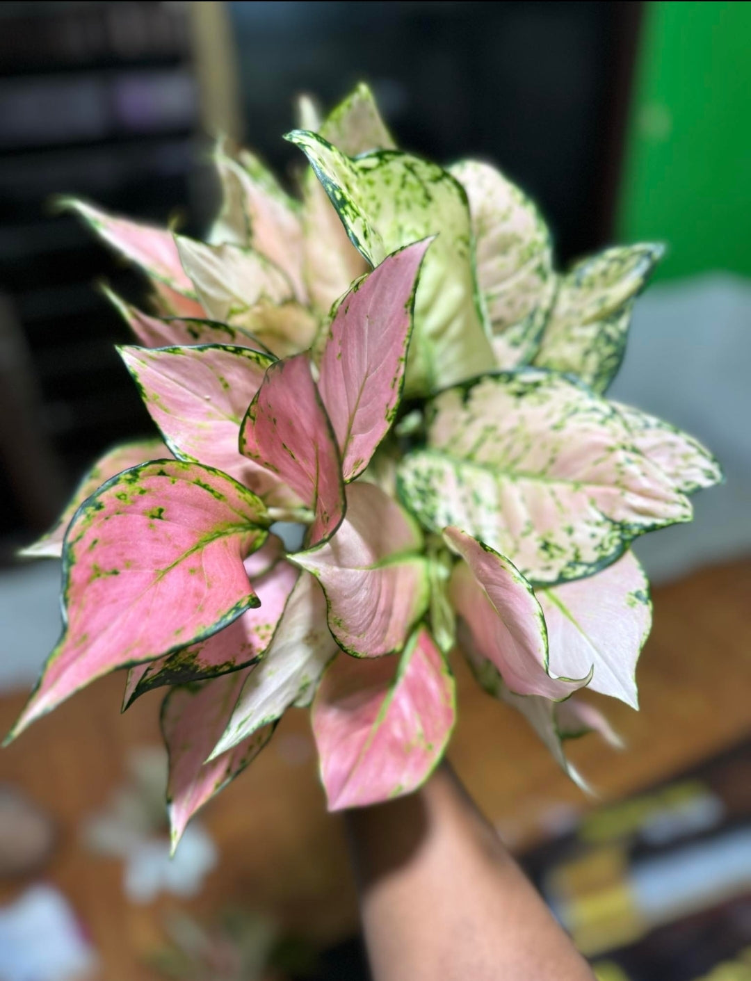 IMPORT- Aglaonema Pink 🩷 Yulia (No Import Permit Required, We use ours)