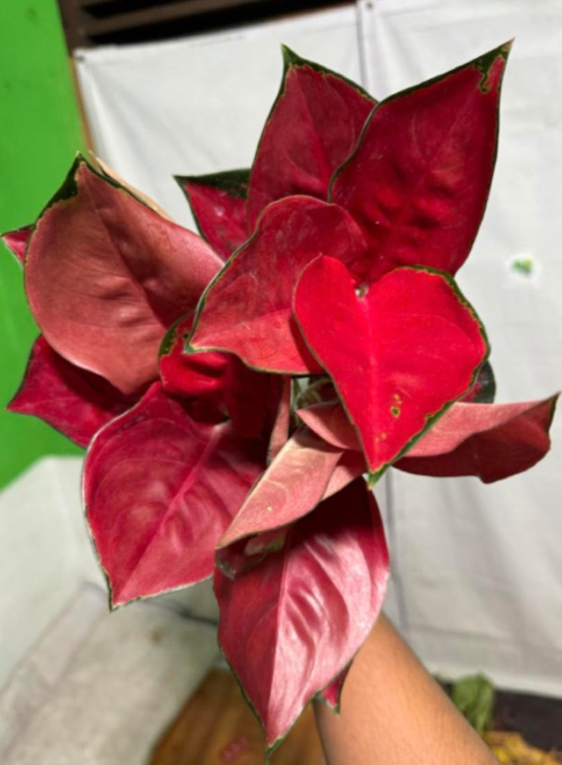 IMPORT- Aglaonema Red ♥️ Queen (No Import Permit Required, We use ours)