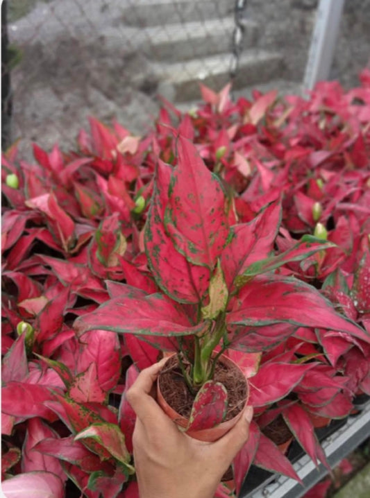 IMPORT- Aglaonema Rubi ❤️ Garuda (No Import Permit Required, We use ours)