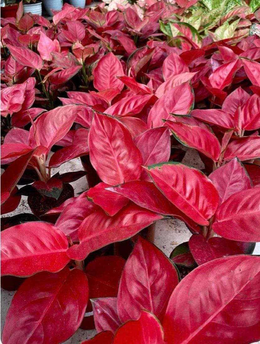 IMPORT- Aglaonema Red ♥️ Suksom (No Import Permit Required, We use ours)