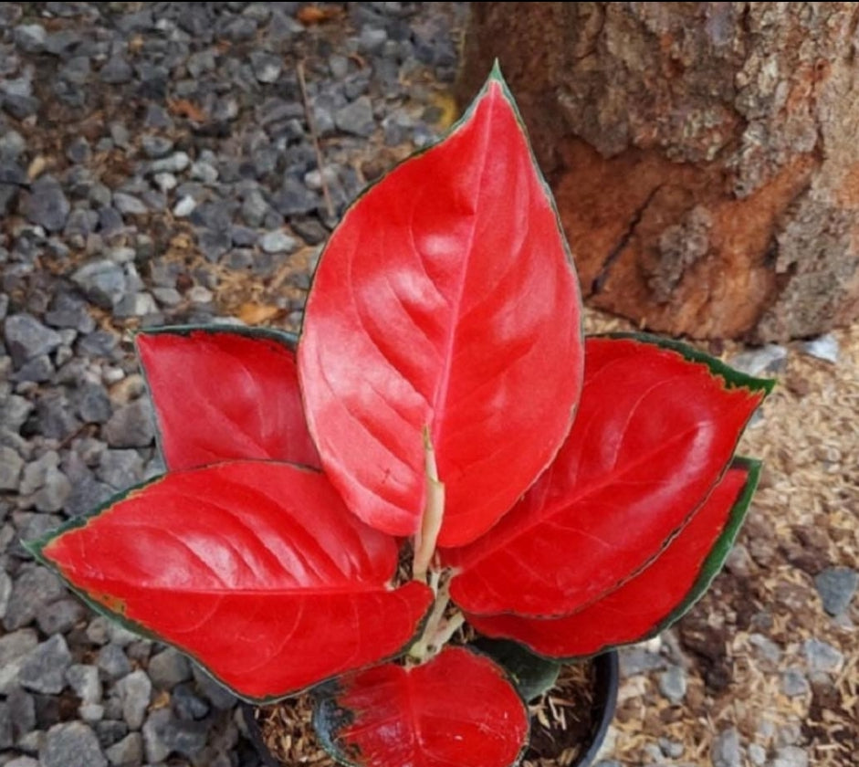 IMPORT- Aglaonema Red ♥️ Suksom (No Import Permit Required, We use ours)