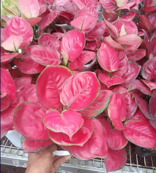 IMPORT- Aglaonema Red ♥️ Anja (No Import Permit Required)