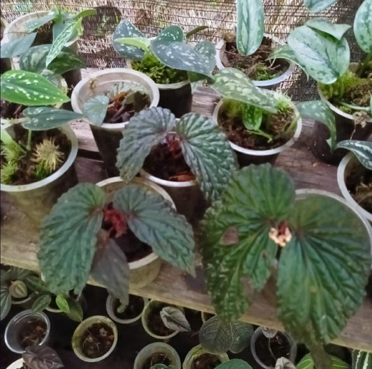 IMPORT- Begonia Black Maroon (No Import Permit Required, We use ours)