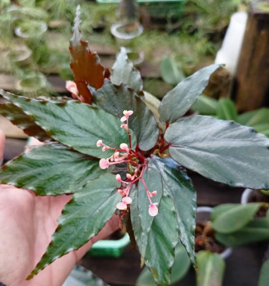 IMPORT- Begonia sp Borneo (No Import Permit Required, We use ours)