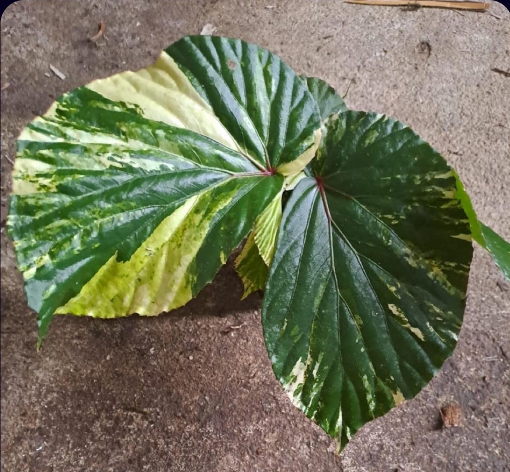 IMPORT- Begonia Auera Variegated (No Import Permit Required, We use ours)