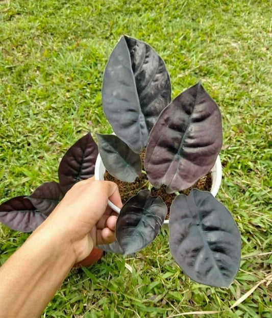 IMPORT- Alocasia Infernalis Black 🖤 Indo (No Import Permit Required, We use ours)