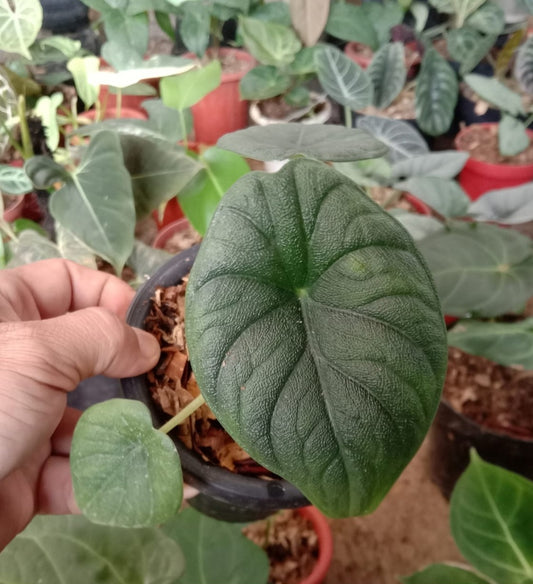 IMPORT- Alocasia Melo Badak (No Import Permit Required, We use ours)