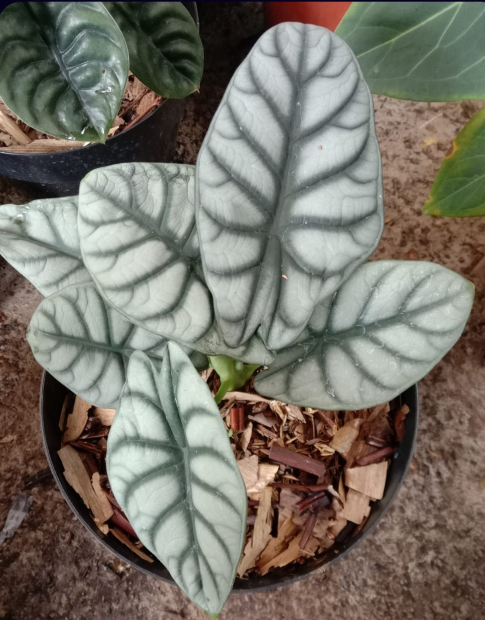 IMPORT- Alocasia Silver Dragon 🐉 (No Import Permit Required, We use ours)