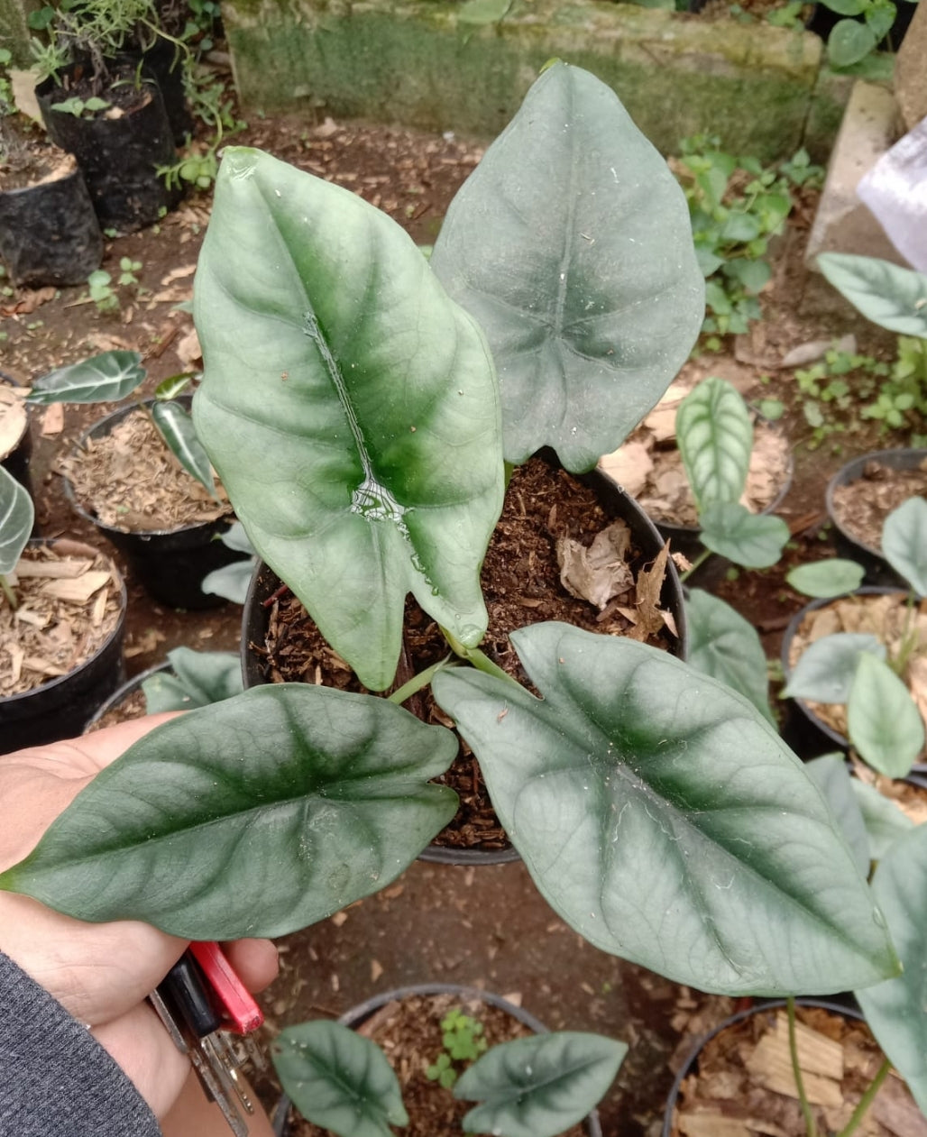 IMPORT- Alocasia Reverse (No Import Permit Required, We use ours)