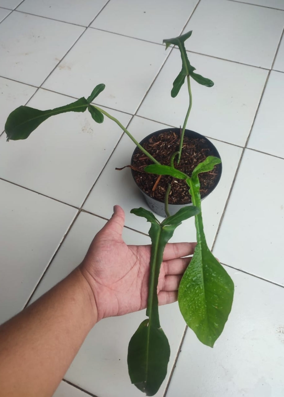 IMPORT- Philodendron Joepii (No Import Permit Required, we use ours for you!)