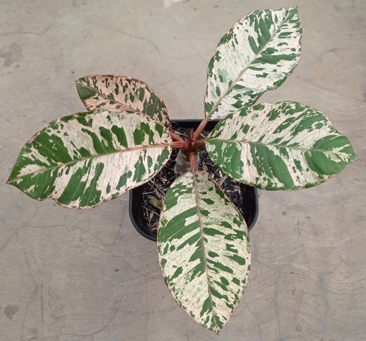 IMPORT- Plumeria Variegated (No Import Permit Required, we use ours for you!)