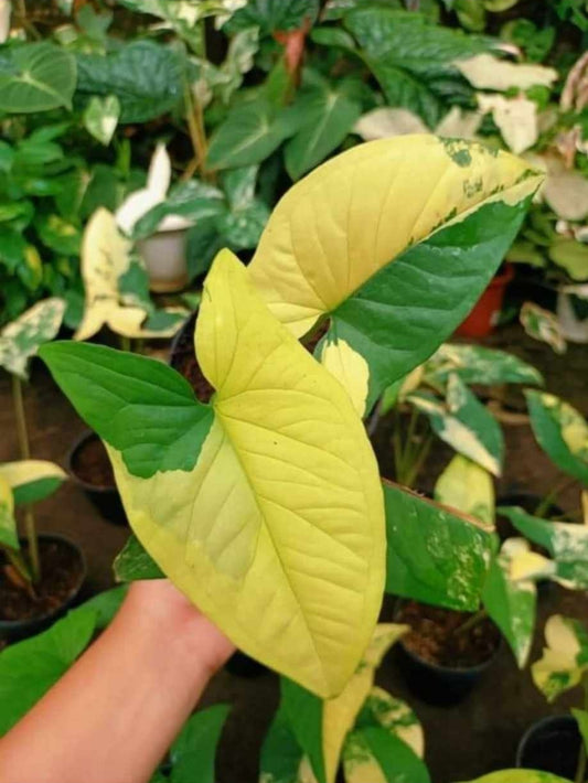 IMPORT- Syngonium Yellow 💛 Variegated (No Import Permit Required, we use ours for you!)