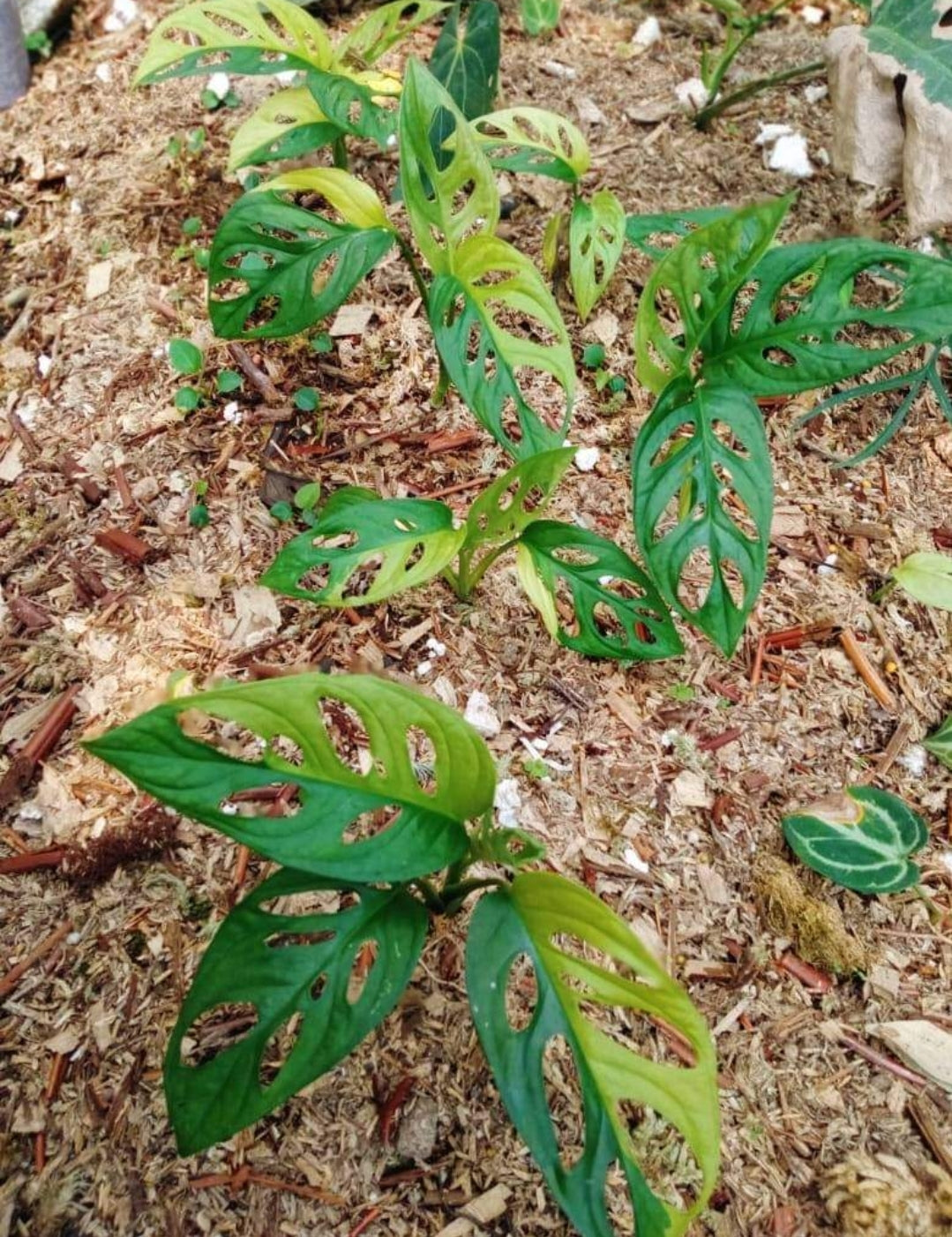 IMPORT- Monstera Andansonii Aurea Variegated (No Import Permit Required, We use ours)