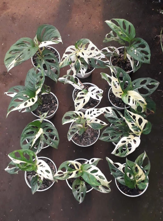 IMPORT- Monstera Andansonii Albo Variegated (No Import Permit Required, We use ours)