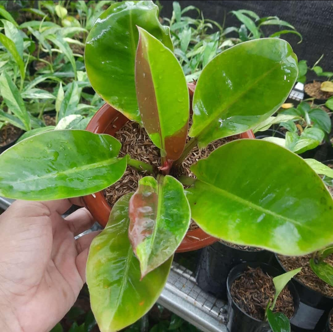 IMPORT- Philodendron Red Moon (No Import Permit Required, we use ours for you!)