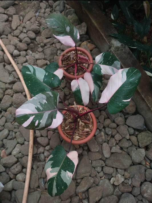 IMPORT- Philodendron Pink 🩷 Princess Marble Queen