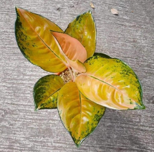 IMPORT- Aglaonema Sultan Brunai (No Import Permit Required, We use ours)