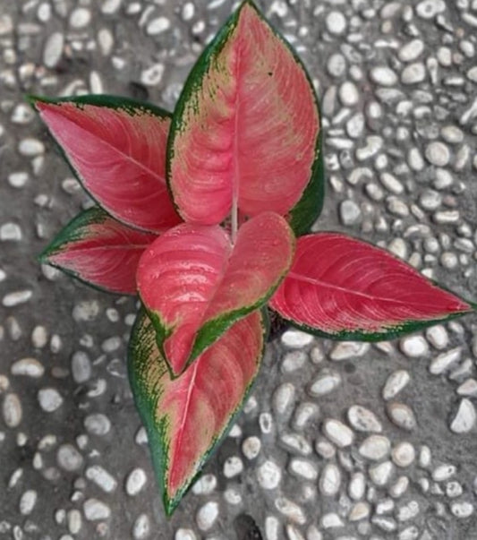 IMPORT- Aglaonema Pink 🩷 Kochin (No Import Permit Required, We use ours)