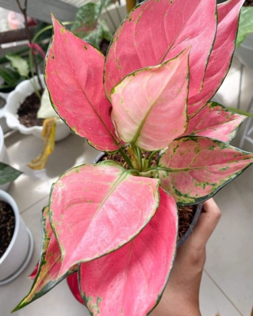 IMPORT- Aglaonema Pink 🩷 Katrina (No Import Permit Required, We use ours)