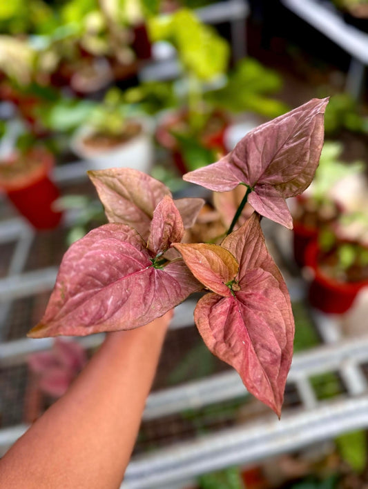 IMPORT- Syngonium Red Tropicana (No Import Permit Required, we use ours for you!)