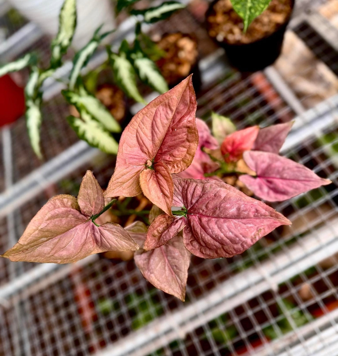 IMPORT- Syngonium Red Tropicana (No Import Permit Required, we use ours for you!)