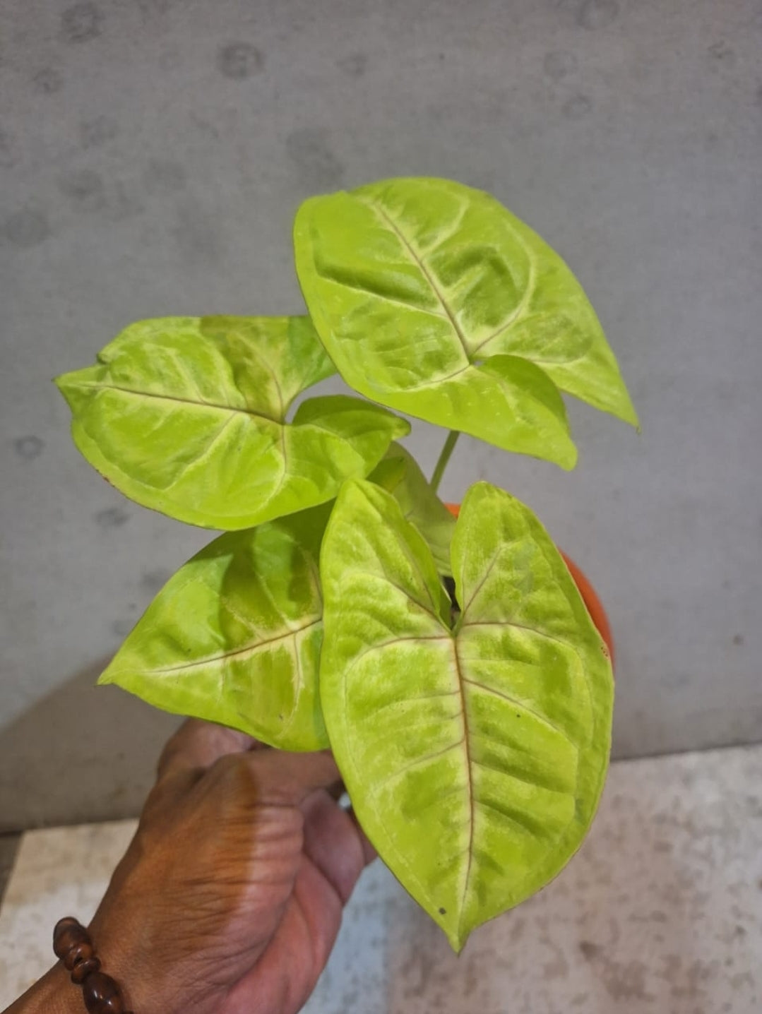 IMPORT- Syngonium Lime Soda Variegated (No Import Permit Required, we use ours for you!)