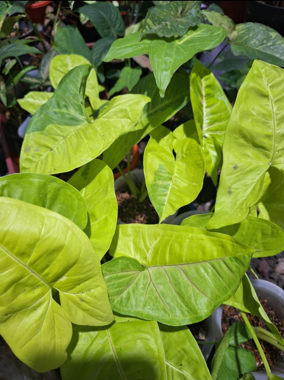 IMPORT- Syngonium Lime Soda Variegated (No Import Permit Required, we use ours for you!)