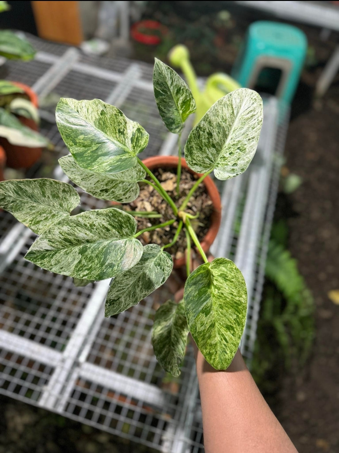 IMPORT- Philodendron Giganteum Blizzard Variegated (No Import Permit Required, we use ours for you!)