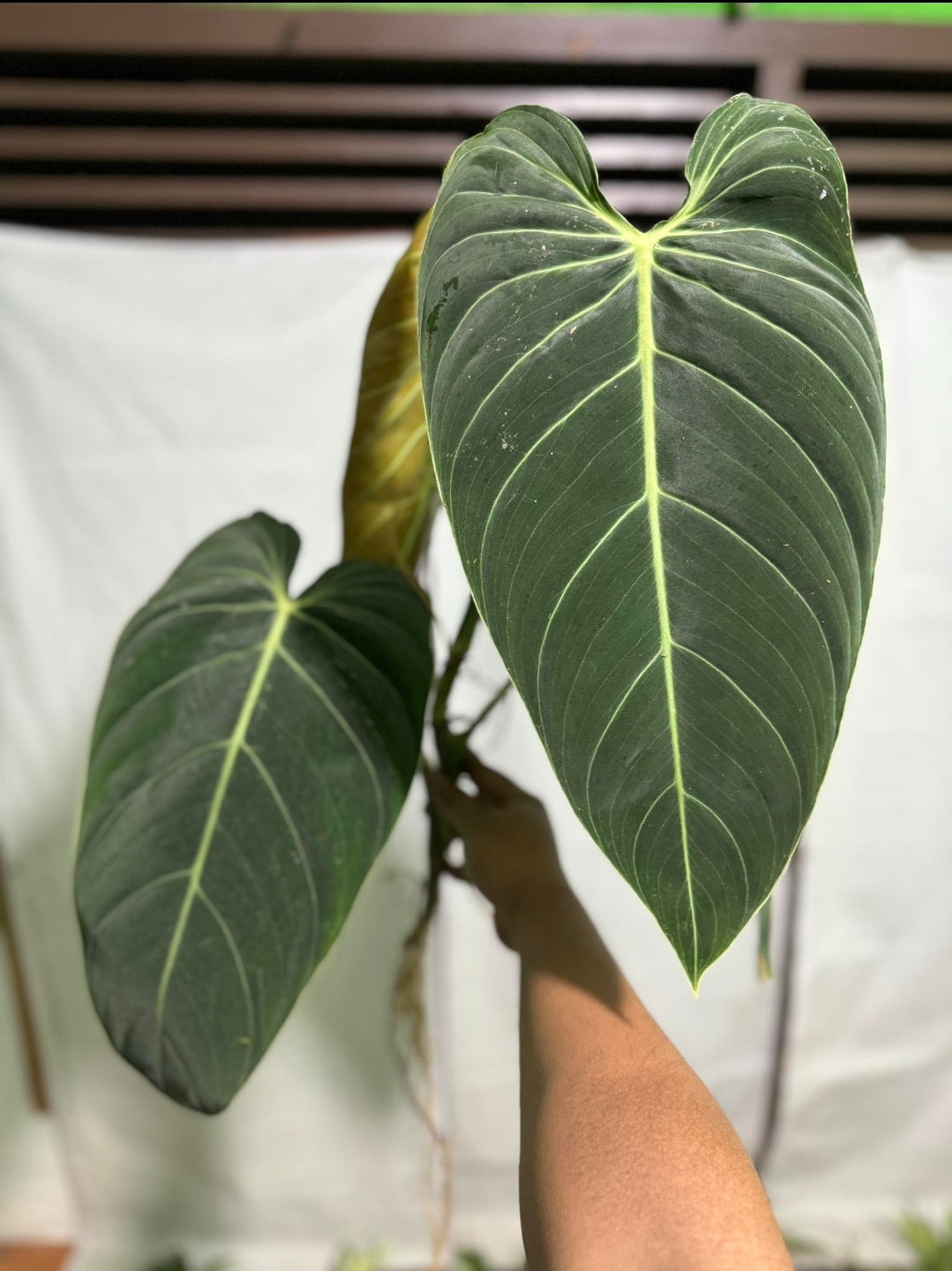 IMPORT- Philodendron Melanochrysum (Large Mature Leaves) (No Import Permit Required, we use ours for you!)