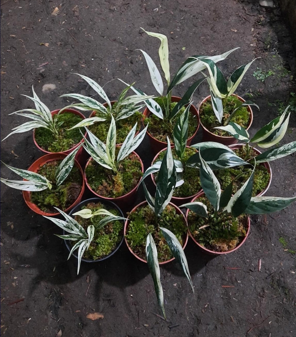 IMPORT- Rhapidopora Lobiscote Variegated (No Import Permit Required, we use ours for you!)